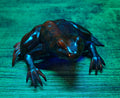Purple Resin Frog Shelf Sitter Figurine