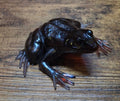 Rainbow Resin Frog Shelf Sitter Figurine