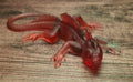 Light Orange Baby Lizard